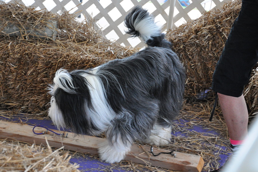 DSC_0103a.JPG