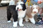 DSC_0146a.JPG