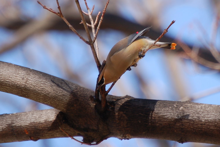 fvccDSC_2470w.JPG