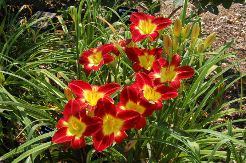 DSC_1394w.JPG