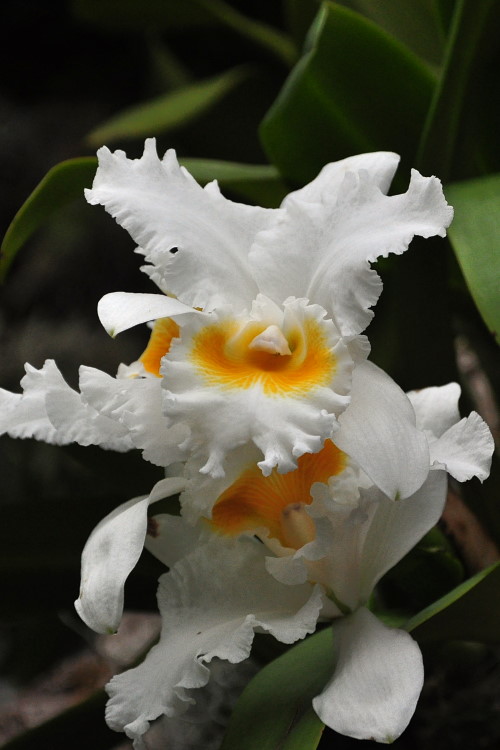 DSC_3379a.JPG