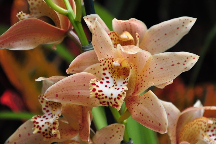 DSC_3380a.JPG