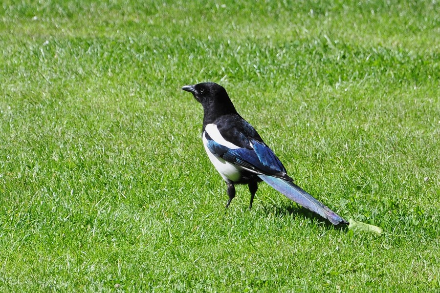 DSC_2802w.JPG