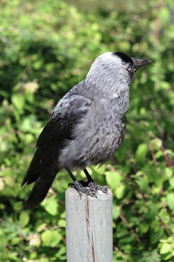 DSC_2815w.JPG